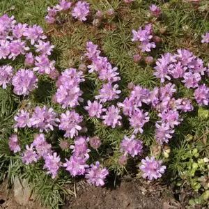 Picture Credit - Kernock Park Plants Ltd